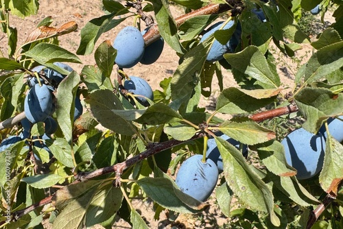 Obraz na płótnie Ripen plums growing in the orchard in Turkey w salonie