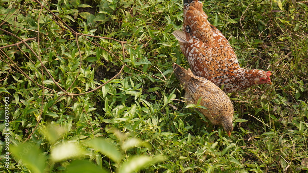 Obraz premium A group of hens is a social flock of domesticated birds, known for egg-laying, foraging habits, and cooperative behavior