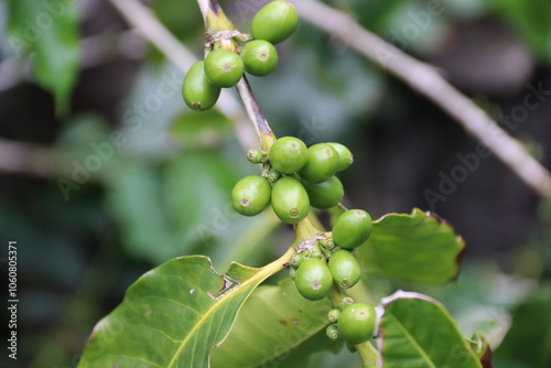 Green coffee berries. The most northern growing coffee, and the only european growing coffee on the azores island.