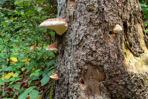 Close up to bottom of old tree with signs of decay, holes of insects in the trunk, like damaged bark, missing bark. Concept of decay and disease. photo