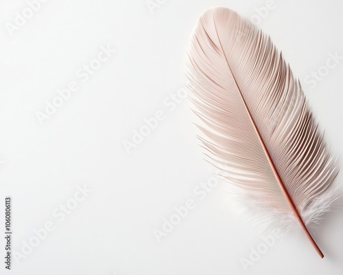 Feather closeup, intricate barbs and soft texture highlighted in natural light photo