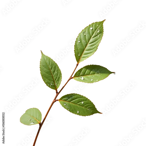 leaf on Transparent Background