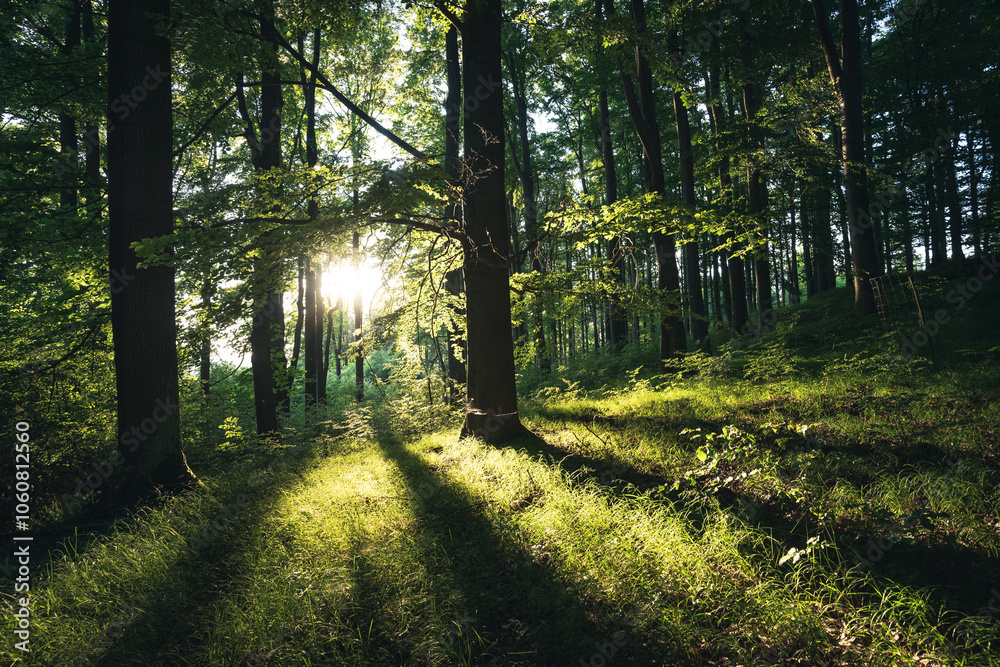 Naklejka premium Forest landscape with sunrays shining through trees