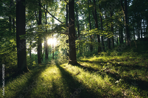 Forest landscape with sunrays shining through trees