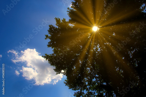 sun shining through the trees