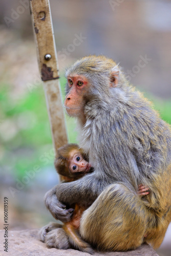 Heartwarming Moment of a Mother Monkey Embracing Her Baby