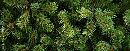 Evergreen branches with lush green foliage, white isolated background.