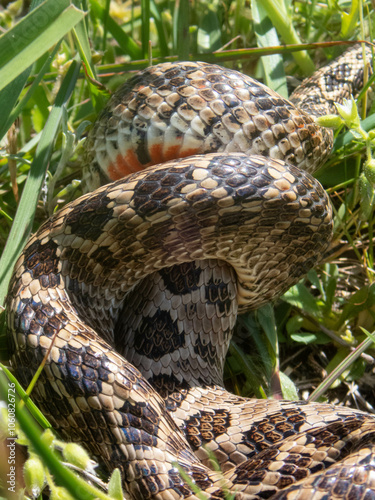 Closeup of snakes mating at the fields