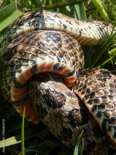 Closeup of snakes mating at the fields