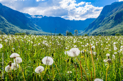 Fleurs de pissenlit dans un champ en gros plan avec un lac et des montagnes en fond photo