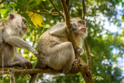 Monkeys in a forest in Bali, Indonesia