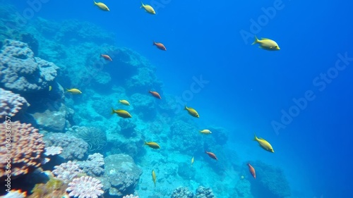 Vibrant coral reef teeming with diverse marine life in crystal clear blue water, marine ecosystem, marine