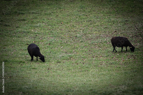 sheep in the field photo