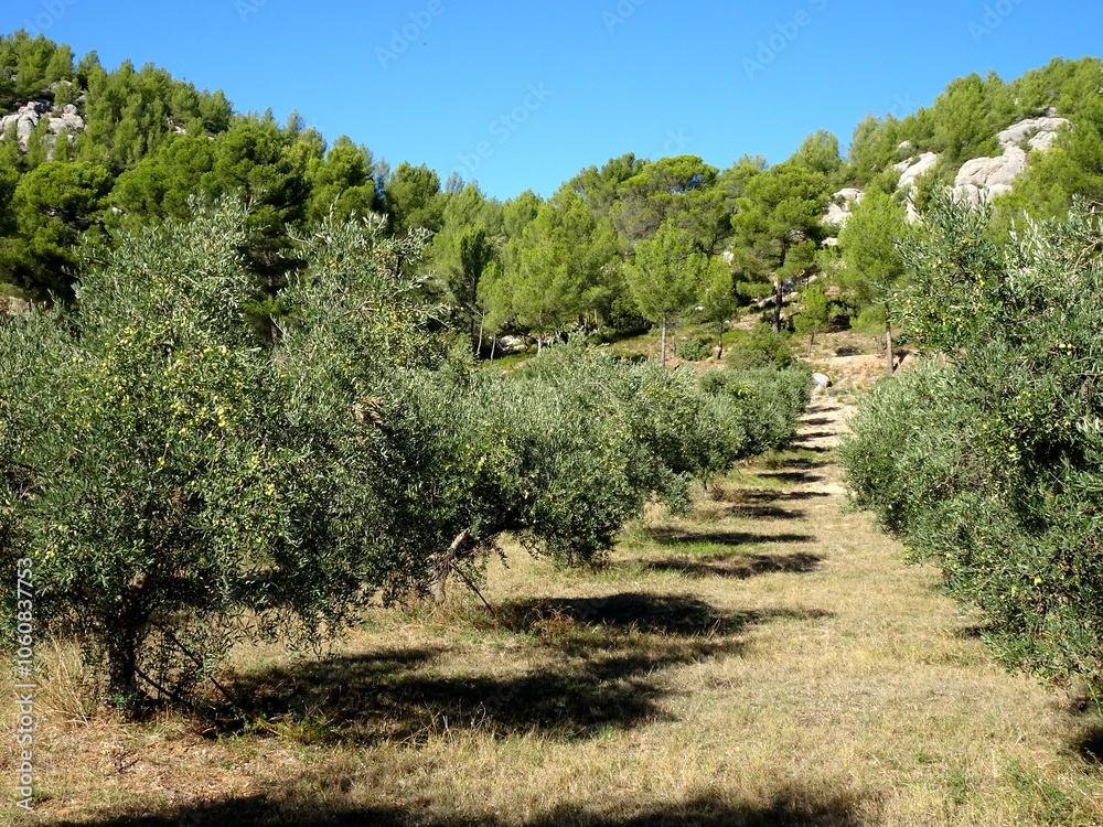 Rows of Olive trees in the field near Aix en Provence, south of France Rows of Olive trees in the field near Aix en Provence, south of France