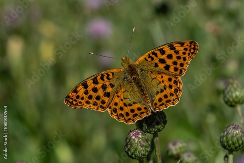 A brown and black spotted butterfly is perched on a flower photo