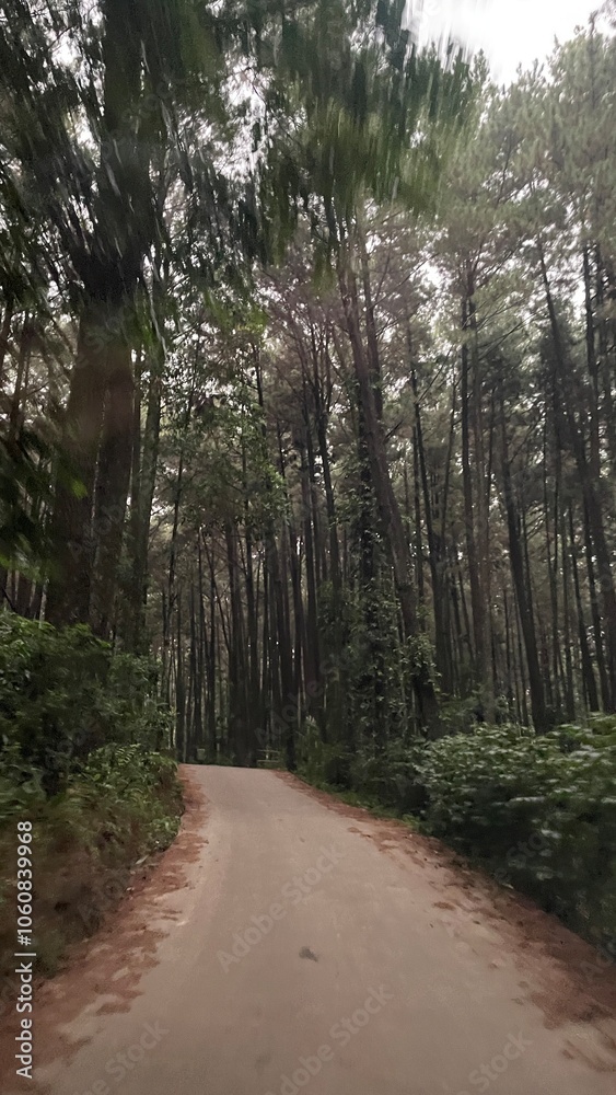 Fototapeta premium The pine forest in the evening