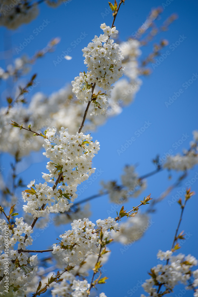 cherry blossom tree cherry blossom tree