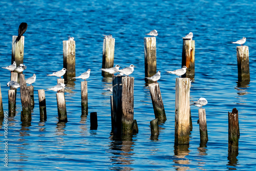 Forster's Tern at Sabine Pass, Texas