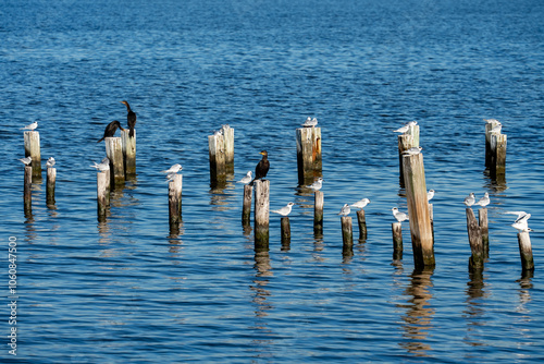 Foto Forster's Tern at Sabine Pass, Texas