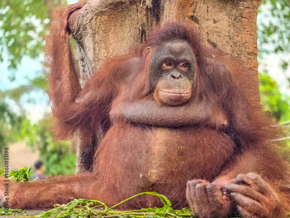 Fototapeta premium Portrait of an orangutan on a tree