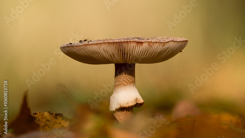 Amanita rubescens - blusher - Perlpilz oder Rötender Wulstling photo