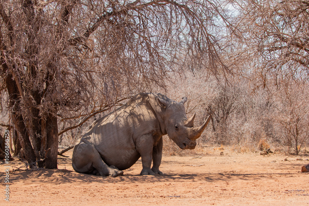 Photography Poster white rhino in Mokolodi Game reserve | Wall Art