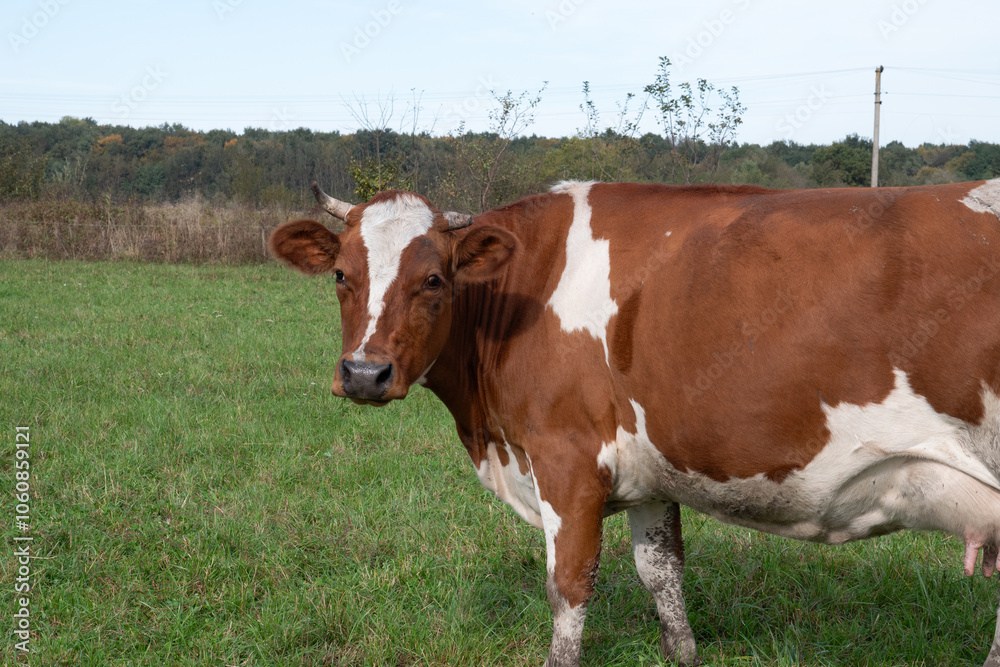 Cows graze in the pasture. Agriculture. Cattle breeding. Cows graze in the pasture. Agriculture. Cattle breeding.