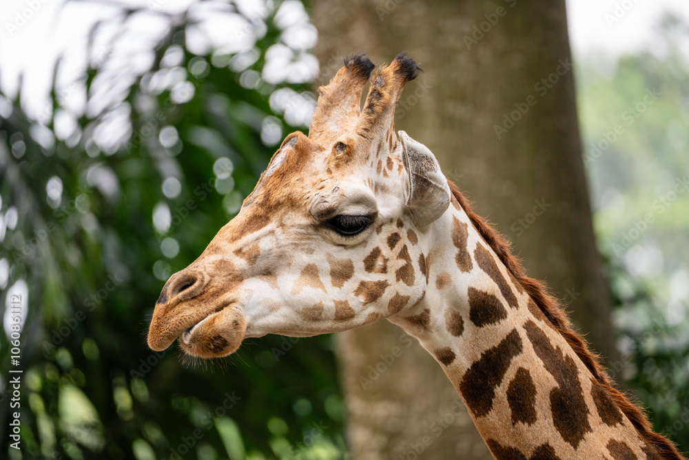 Giraffe (Giraffa camelopardalis) close up, showing spots and bumps on head and ears. Giraffe (Giraffa camelopardalis) close up, showing spots and bumps on head and ears.