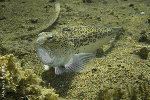 The starry weever, or streaked weever (Trachinus radiatus) is a fish of the family Trachinidae photo