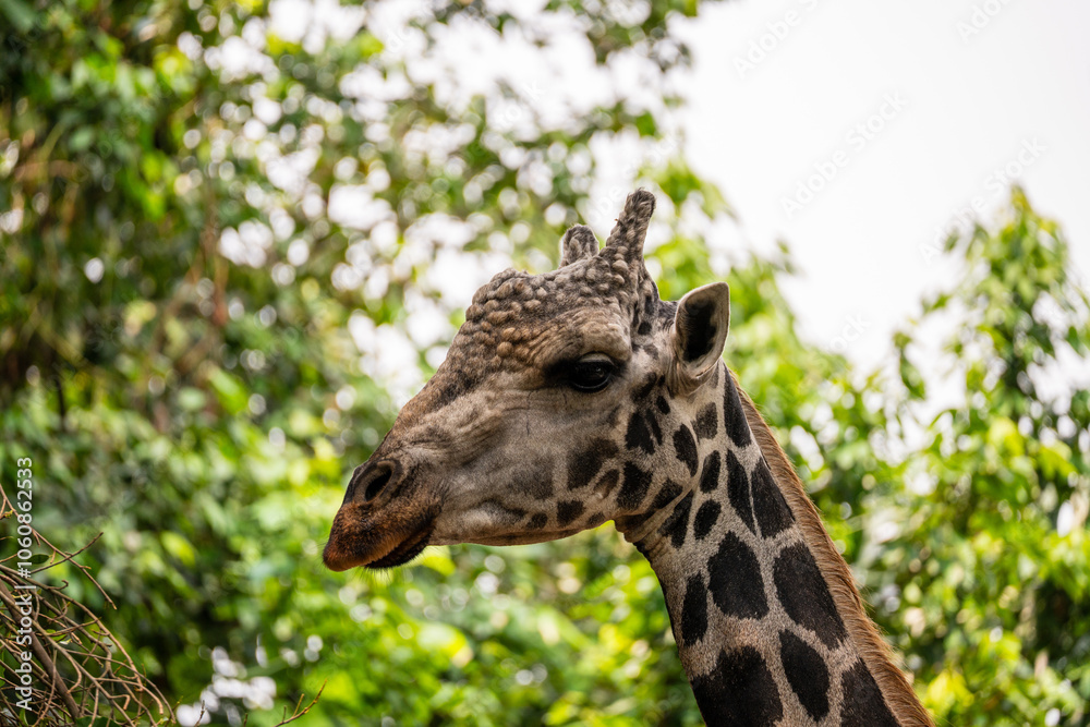 Giraffe (Giraffa camelopardalis) close up, showing spots and bumps on head and ears. Giraffe (Giraffa camelopardalis) close up, showing spots and bumps on head and ears.