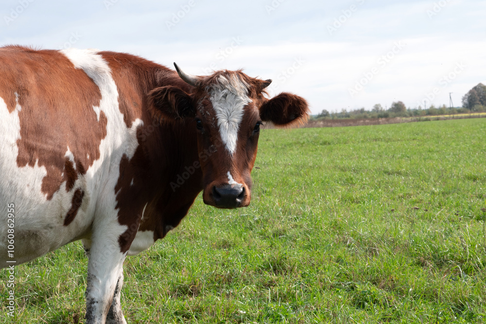 Cows graze in the pasture. Agriculture. Cattle breeding. Cows graze in the pasture. Agriculture. Cattle breeding.