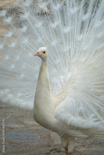 White peacock with its beautiful open tail and feathers in the botanical garden, splendid mating plumage. Peacock bird walking freely