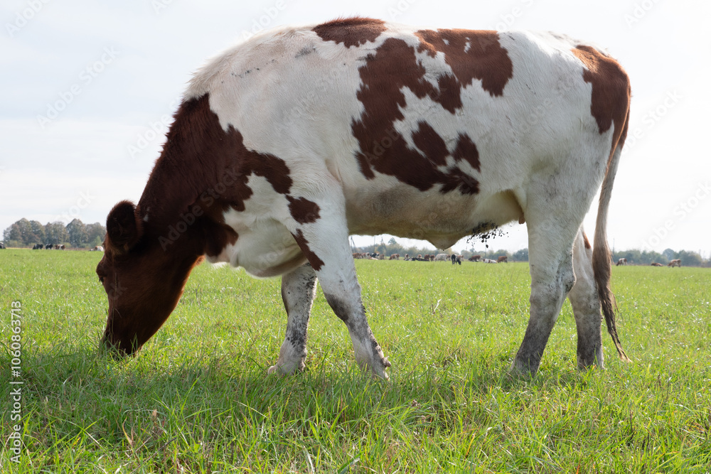 Cows graze in the pasture. Agriculture. Cattle breeding. Cows graze in the pasture. Agriculture. Cattle breeding.
