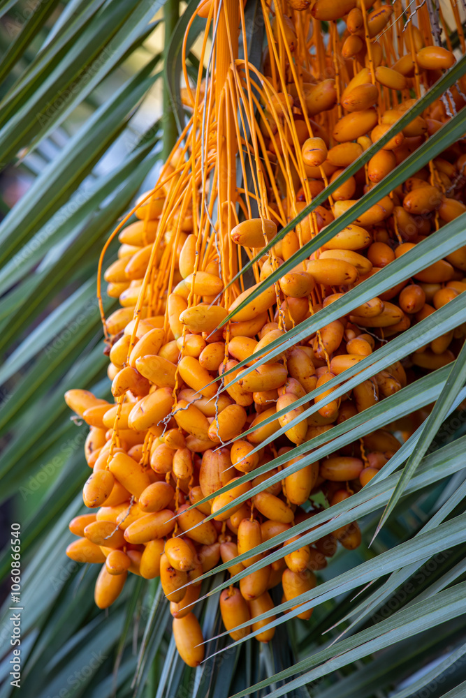Date palm with ripe dates on it. Southern agriculture