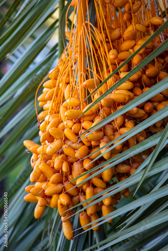 Obraz na płótnie Date palm with ripe dates on it. Southern agriculture w salonie