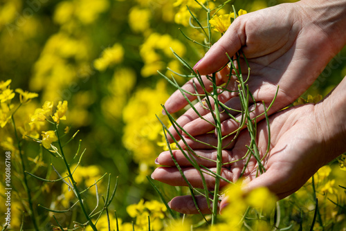 Gently inspecting hands engage with vibrant rapeseed plants thriving in a field
