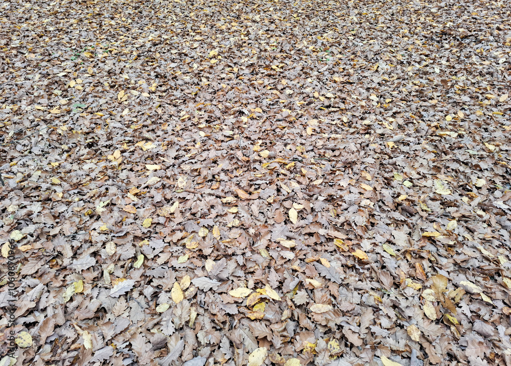 Brown leaf background, Autumn leaves Brown leaf background, Autumn leaves