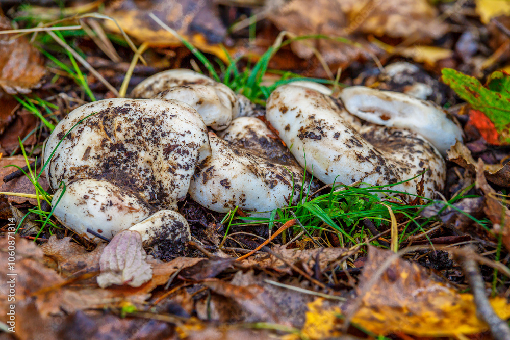 Group fungus in autumn forest with leaves.The mushroom is a real mushroom (Latin Lactarius resimus).Knife for the mushroom hunting in the wild forest.Basidiomycetous fungi.Microdosing. Group fungus in autumn forest with leaves.The mushroom is a real mushroom (Latin Lactarius resimus).Knife for the mushroom hunting in the wild forest.Basidiomycetous fungi.Microdosing.