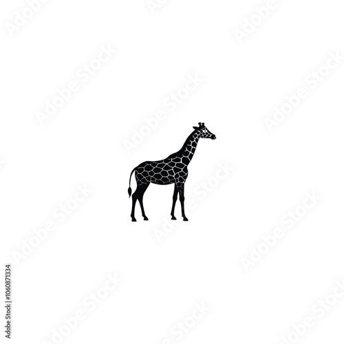 giraffe isolated on white