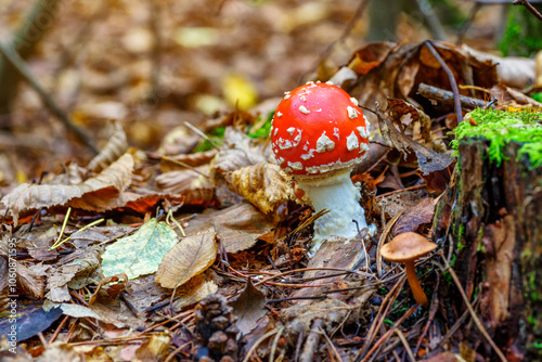 Red fly agaric against the background of the forest. Toxic and hallucinogen mushroom Fly Agaric in grass on autumn forest background.Amanita muscaria. Inspirational natural fall landscape photo