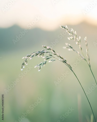 Dewdrops on Grass Blade with Blurred Background