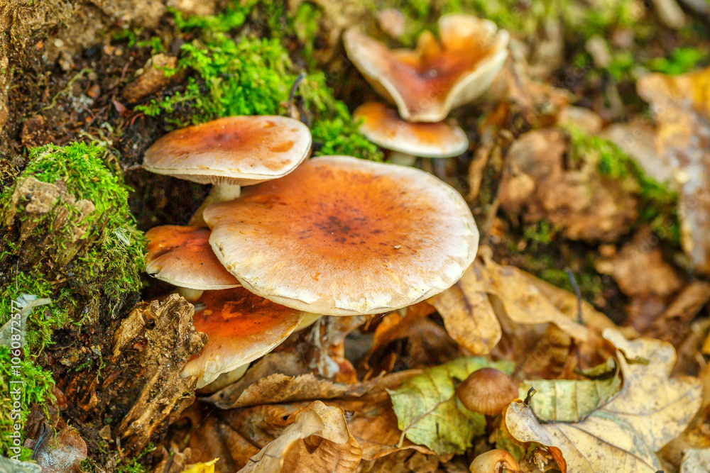 Mushrooms grow in the forest.Group fungus in autumn forest with leaves.Autumn time in the forest. Mushrooms grow in the forest.Group fungus in autumn forest with leaves.Autumn time in the forest.