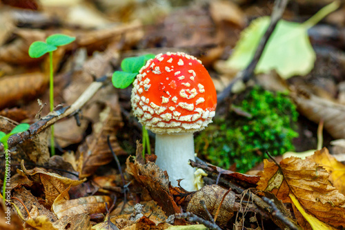 Red fly agaric against the background of the forest. Toxic and hallucinogen mushroom Fly Agaric in grass on autumn forest background.Amanita muscaria. Inspirational natural fall landscape photo