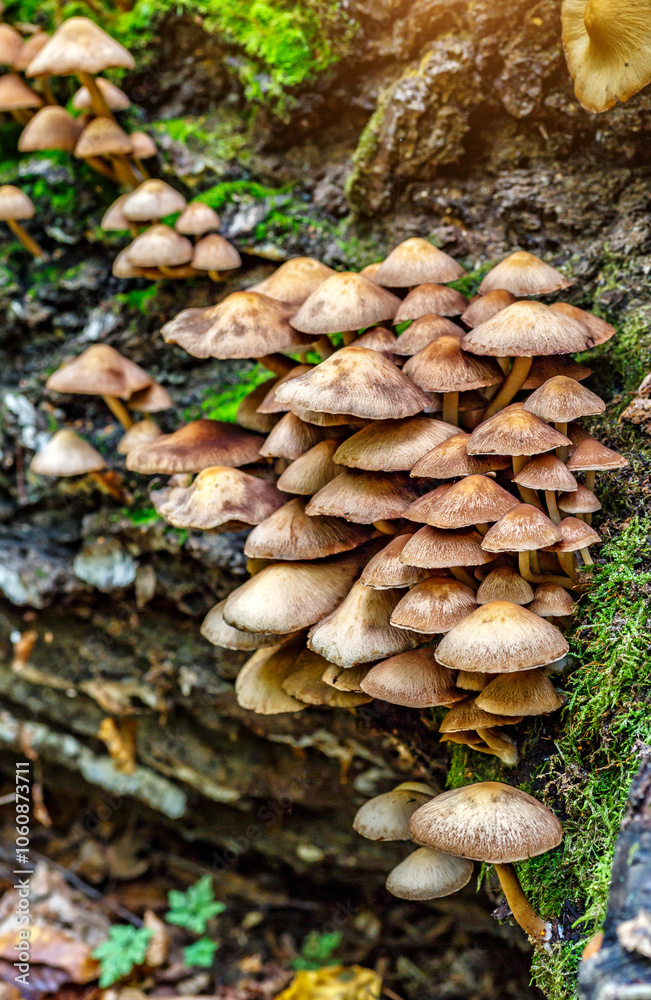 Mushrooms False honey fungus on a stump in a beautiful autumn forest.group fungus in autumn forest with leaves.Wild mushroom on the spruce stump. Autumn time in the forest. Mushrooms False honey fungus on a stump in a beautiful autumn forest.group fungus in autumn forest with leaves.Wild mushroom on the spruce stump. Autumn time in the forest.