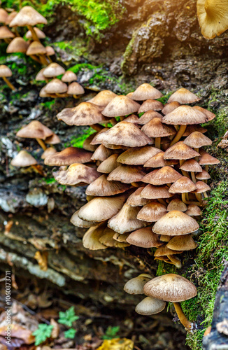 Mushrooms False honey fungus on a stump in a beautiful autumn forest.group fungus in autumn forest with leaves.Wild mushroom on the spruce stump. Autumn time in the forest.