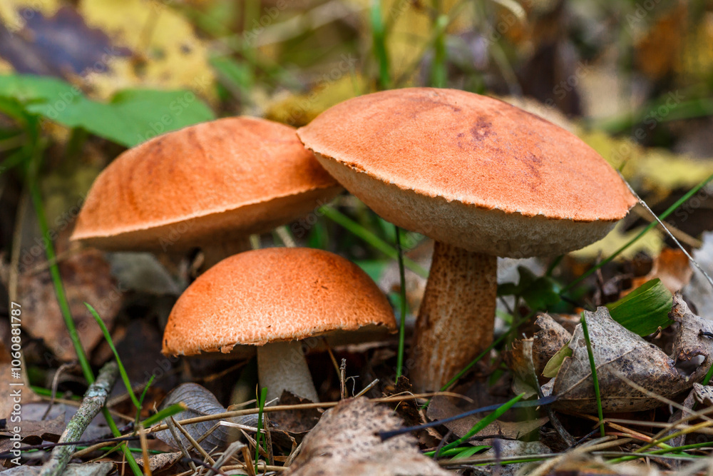 Cute penny bun mushroom grows in the grass. The beautiful little brown cap of the flu is the center of attention.The mushroom grows in the Ukrainian Carpathians in the forest. Cute penny bun mushroom grows in the grass. The beautiful little brown cap of the flu is the center of attention.The mushroom grows in the Ukrainian Carpathians in the forest.