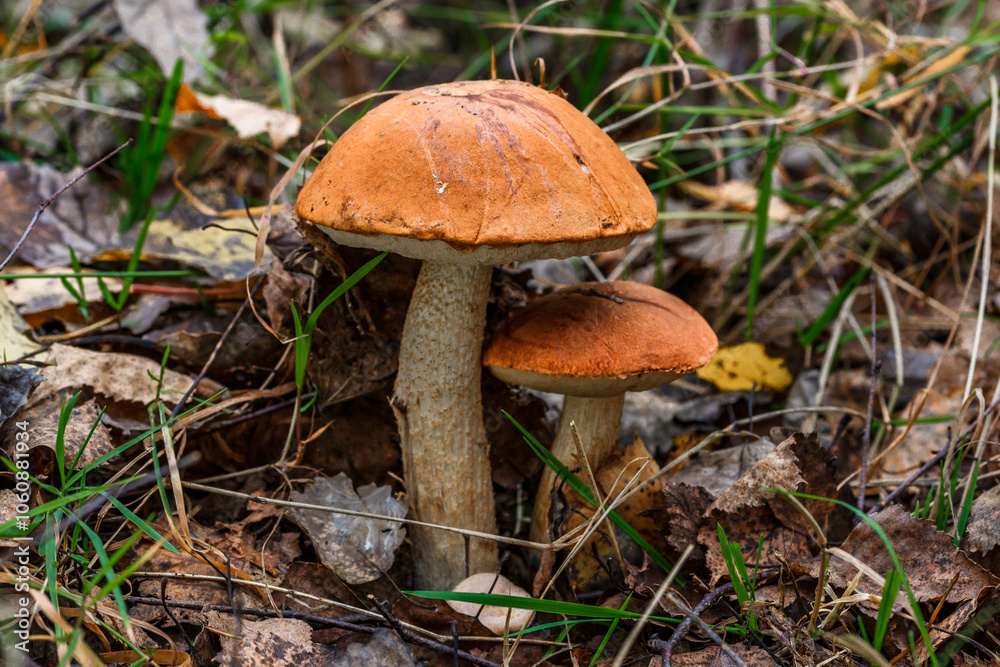 Cute penny bun mushroom grows in the grass. The beautiful little brown cap of the flu is the center of attention.The mushroom grows in the Ukrainian Carpathians in the forest. Cute penny bun mushroom grows in the grass. The beautiful little brown cap of the flu is the center of attention.The mushroom grows in the Ukrainian Carpathians in the forest.
