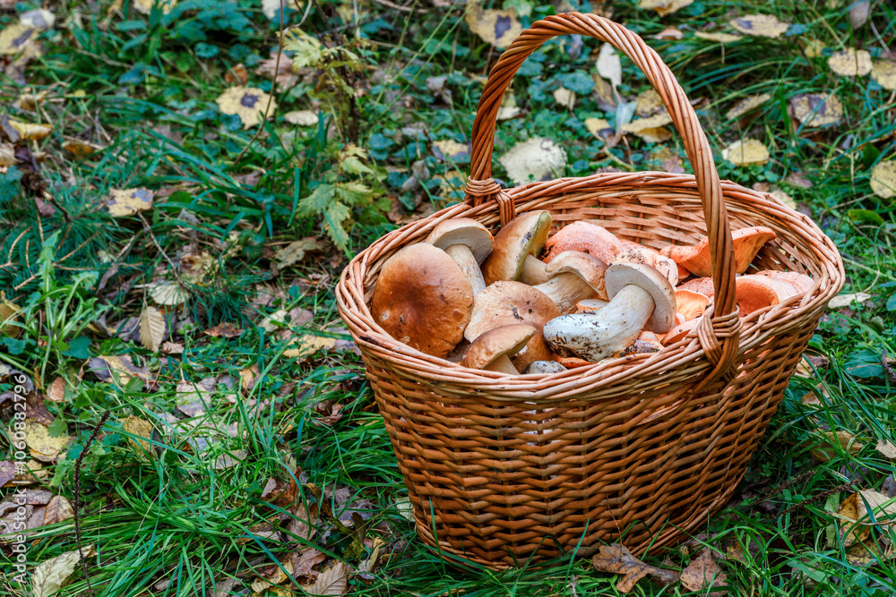 Freshly harvested different edible porcini mushrooms in wicker basket in forest in nature. Collect porcini in forest Freshly harvested different edible porcini mushrooms in wicker basket in forest in nature. Collect porcini in forest