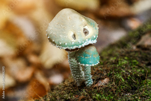 Stropharia aeruginosa, commonly known as the verdigris agaric, Blue mushroom.is a medium-sized green, slimy woodland mushroom, found on lawns, mulch and woodland from spring to autumn.