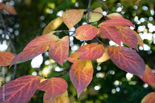 Autumn background